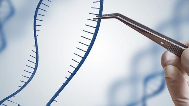 A pair of tweezers grab one strand of DNA and pull it away from the other. 
