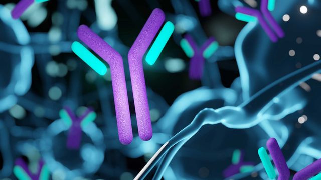 Illustration of antibodies. Heavy chains are purple and light chains are blue.  