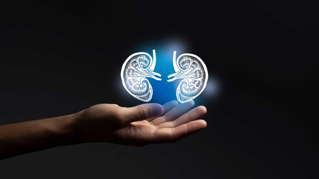 Human hand with palm facing up underneath a floating illustration of kidneys. 