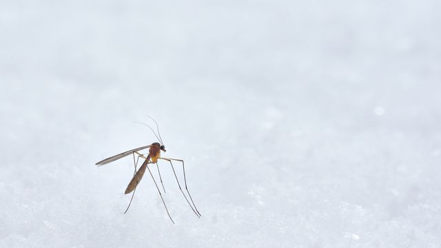A close-up of a mosquito standing on a white, textured surface, with its slender legs and wings clearly visible against a minimal, pale background. 