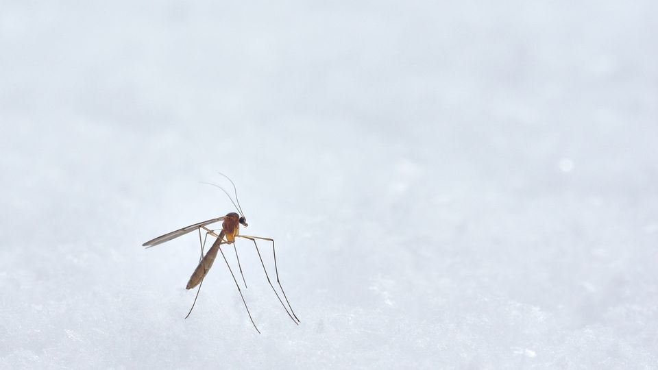 A close-up of a mosquito standing on a white, textured surface, with its slender legs and wings clearly visible against a minimal, pale background.