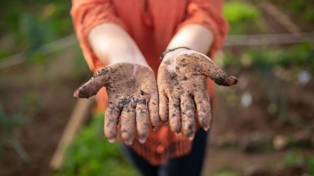 Hands holding garden soil, highlighting beneficial microbes and their role in human health. 