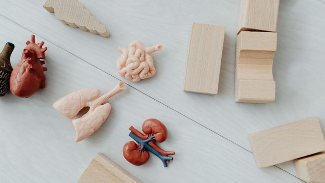 Model of human organs on a white table, including kidneys, heart and lungs. 