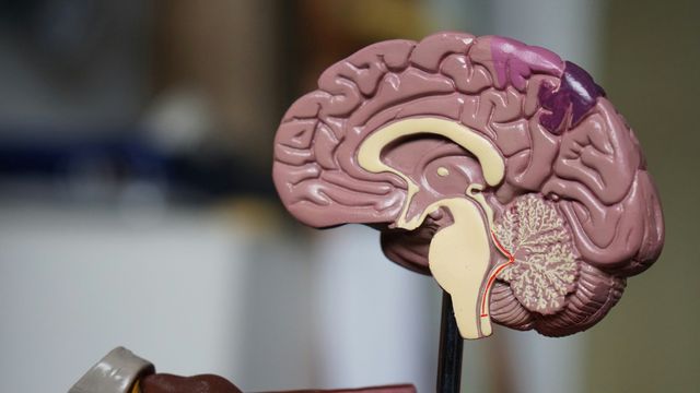 An anatomical model showing one half of a human brain. 